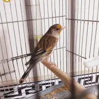 سهره قناری بلند خون