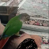 گرینچیک گمشده