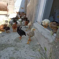 فروش جوجه دونیم ماهه
