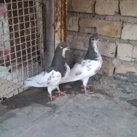 شهری گلدار