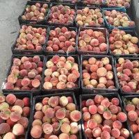 باغ باغ 500متری