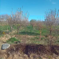 زمین-کشاورزی-باغ