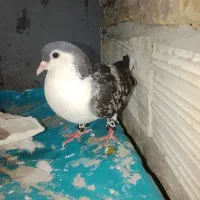 کبوتر ماده