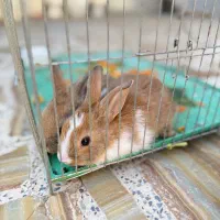 خرگوش|موش و خرگوش|مرودشت, استادیوم‎|دیوار