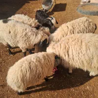 بره وبزقاله نر