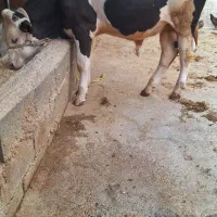 گوساله باغملک