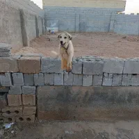 توله سگ|سگ|اصفهان, بوستان ناژوان|دیوار