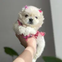 پیکینیز امپریال سگ سایلنت و شیتزو ، پامرو توی پودل