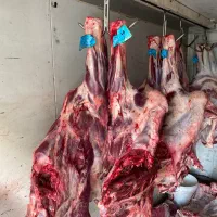 پخش گوشت گوساله و گوسفند به قیمت کشتارگاه
