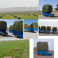 یونجه خشک فروشی