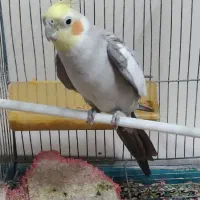 عروس هلندی نر