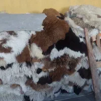 پوست گوسفند دباغی شده
