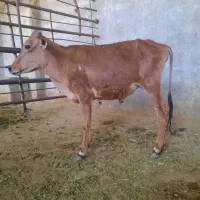 دو عدد گوساله یکی نر یکی ماده