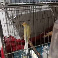 قناری  نر و ماده