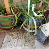 گلدان با گل آلوورا جنس گلدان سفال خیلی محکم