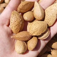 فروش بادام