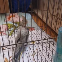 جوجه عروس هلندی