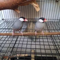 جفت فنچ نرگسی به  ضمانت