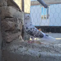 کبوتر غریب گیر