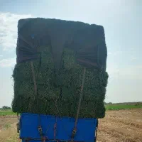 یونجه تحویل دامداری