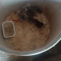 جوجه. بوقلمو