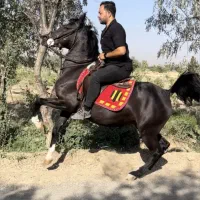 اسب مادیان مشکی آس روزگاری