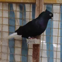 ماده اشعل سیاه