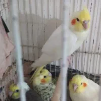 جوجه عروس دونخور