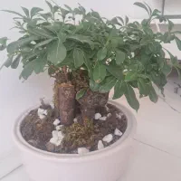 گل طبیعی بنسای بزرگ