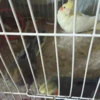 عروس هلندی سالم