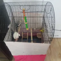 قفس به همراه عروس نر و ماده