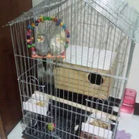 عروس هلندی مولد