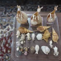 صدف،گوش ماهی،حلزون.