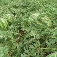 هندوانه فوق سوپردرجه یک،رزن روستای یوشانلو