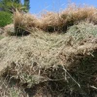 علف تازه