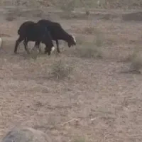 دو عدد بر دوقلو
