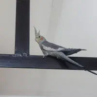 عروس هلندی گم شده