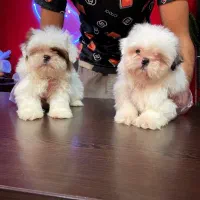 سگ شیتزو سوپرفلت