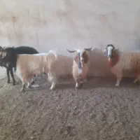 ۳ عددبزغاله نر جوان چاق چله مخصوص تاسوعا و عاشورا