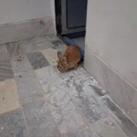 خرگوش 8تا