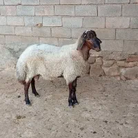 ژندار|حیوانات مزرعه|شیروان (خراسان), |دیوار
