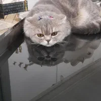 گربه اسکاتیش ماده وآرام