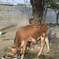 2عدد گاو نر گوشتی