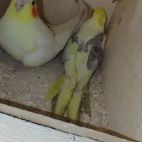 یک جفت عروس هلندی معاوضه با مرغ عشق