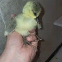 جوجه قوغاز