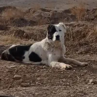سگ گله ای