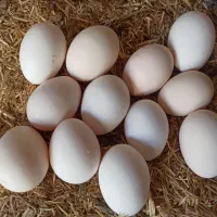 تخمرغ نطفه دار (گلین )