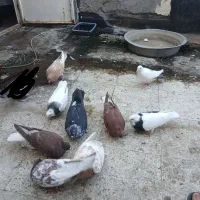 کفتر|پرنده|مشهد, کارگران|دیوار