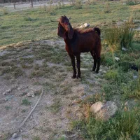 بز سالم برای فروش شادگان