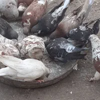 کبوتر|پرنده|خمیر, |دیوار